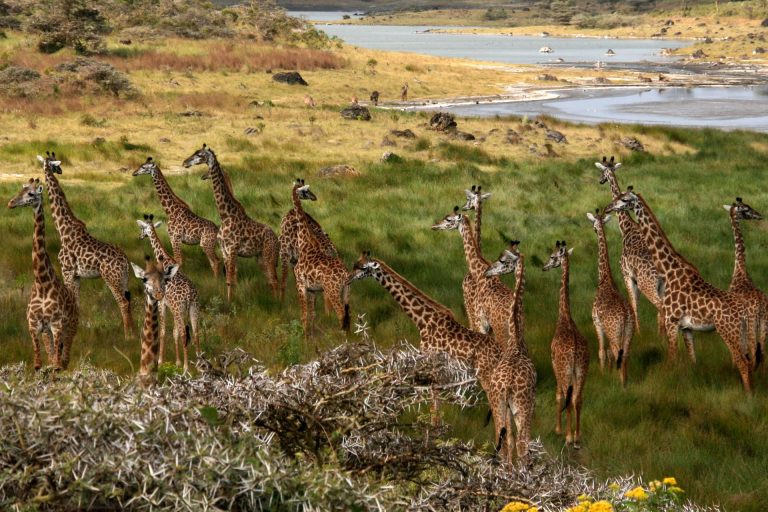 Nyerere National Park (formerly part of Selous)