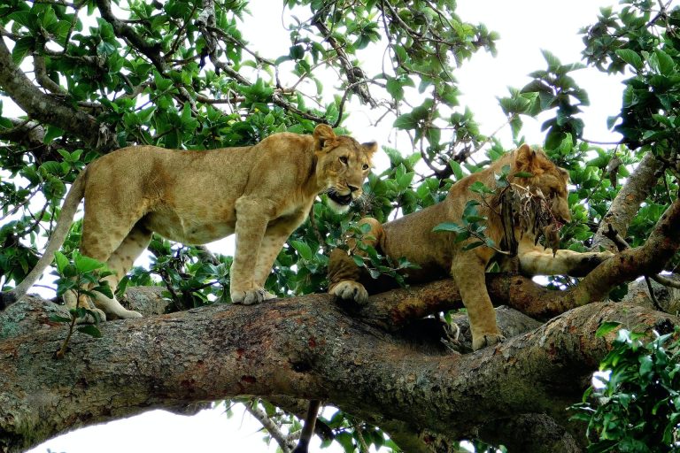 10 Days – Tanzania Bush to Beach Escape – Tarangire National Park, Serengeti National Park, Ngorongoro Conservation Area, Zanzibar
