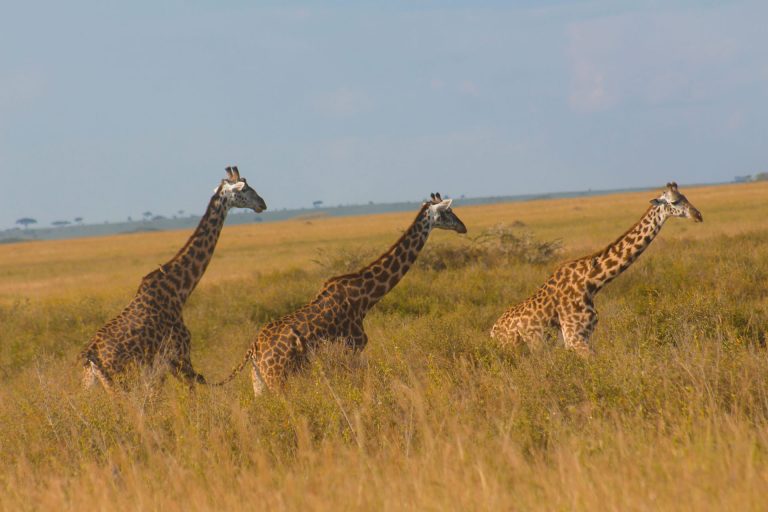 12 Days – Ultimate Tanzania Explorer – Arusha National Park, Tarangire National Park, Lake Manyara National Park, Serengeti National Park, Ngorongoro Conservation Area, Materuni Waterfalls