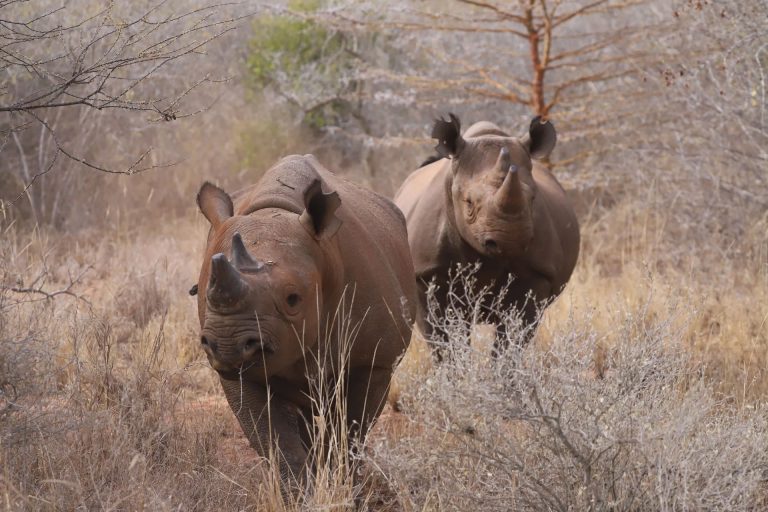 4 Days – Tanzania Wildlife Escape – Tarangire National Park, Ngorongoro Conservation Area