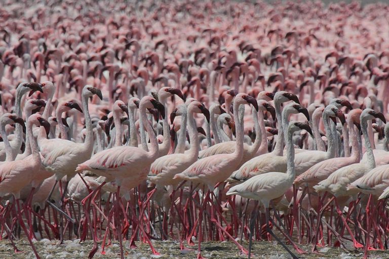 Lake Manyara National Park