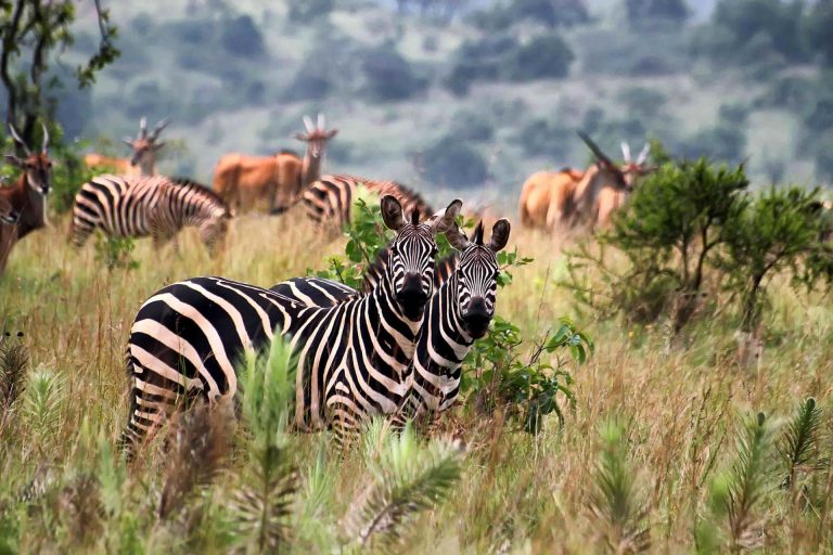 Arusha National Park
