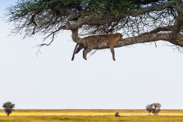 5 Days – Serengeti Sky & Safari Adventure – Serengeti National Park, Ngorongoro Conservation Area