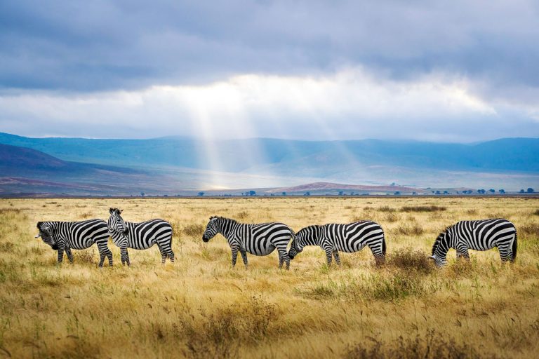 6 Days – Family Wildlife Adventure – Lake Manyara National Park, Ngorongoro Conservation Area, Tarangire National Park