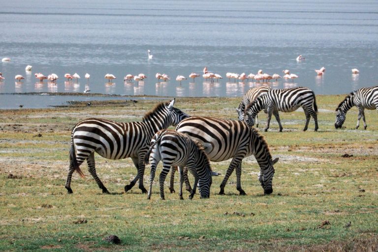 6 Days – Romance in the Wild – Tarangire National Park, Serengeti National Park, Ngorongoro Conservation Area