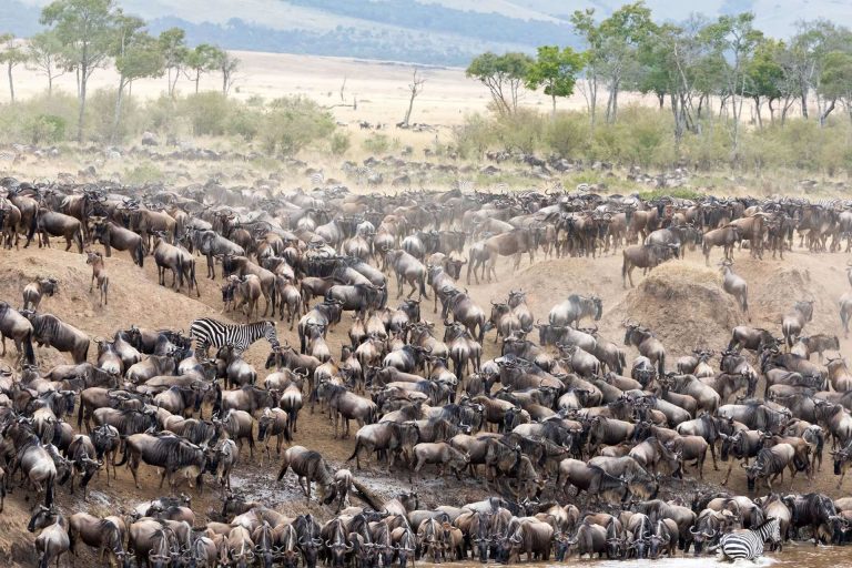 7 Days – Great Migration Explorer – Central Serengeti, Northern Serengeti, Ngorongoro Conservation Area