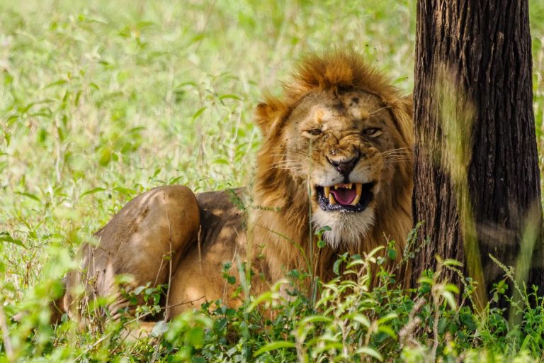 7 Days – Luxury Safari & Bush Retreat – Tarangire National Park, Serengeti National Park, Ngorongoro Conservation Area