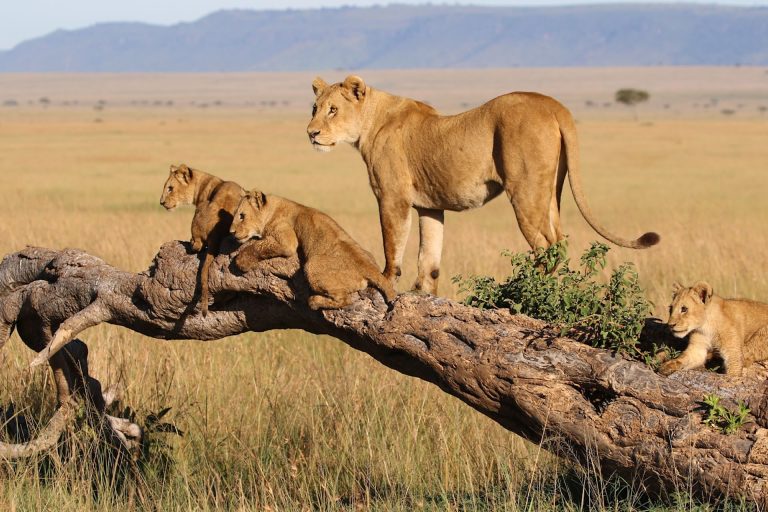 7 Days – Rhino & Big Cats Safari – Ngorongoro Conservation Area, Central Serengeti, Tarangire National Park