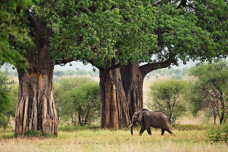 8 Days – Hidden Gems of Tanzania – Mkomazi National Park, Tarangire National Park, Lake Eyasi