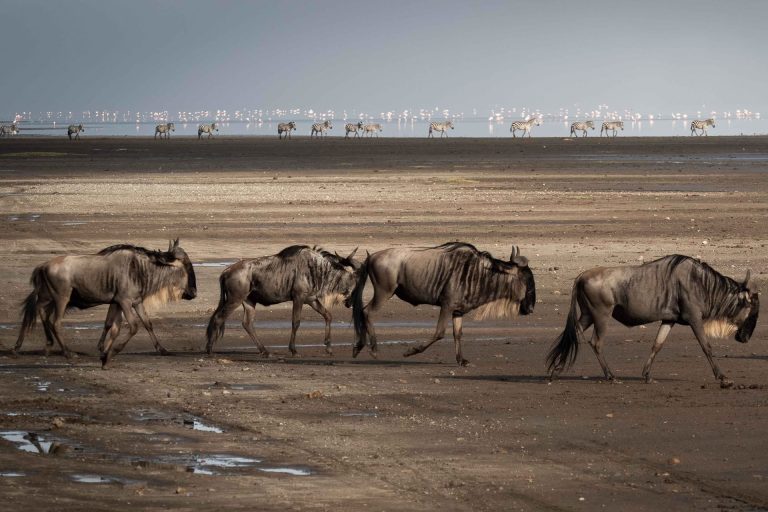 8 Days – Safari, Tribes & Nature – Lake Eyasi, Ngorongoro Conservation Area, Tarangire National Park