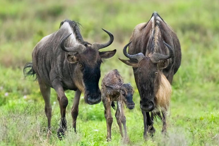 8 Days – Savannah Dreams Safari – Arusha National Park, Tarangire National Park, Lake Manyara National Park, Serengeti National Park, Ngorongoro Conservation Area