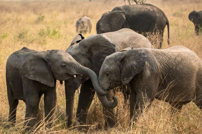 8 Days – Southern Tanzania Wilderness – Nyerere National Park, Mikumi National Park